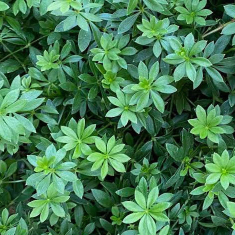 Galium odoratum 'Sweet Woodruff'