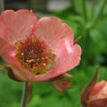 Geum rivale 'Jess'