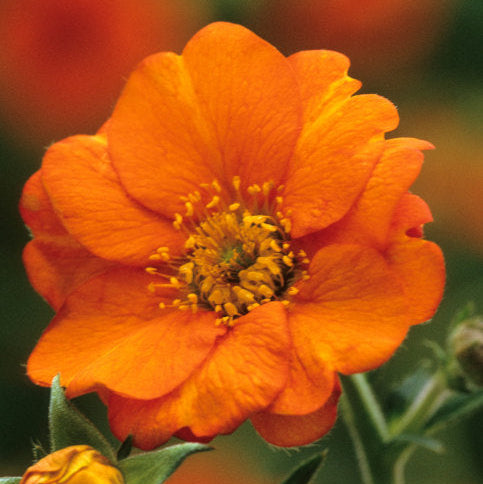 Geum 'Prinses Juliana'