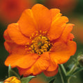 Geum 'Prinses Juliana'
