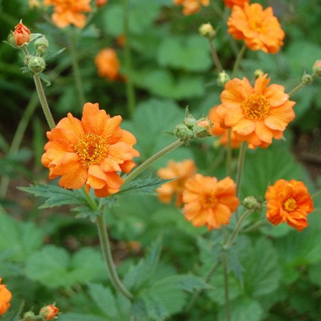 Geum  Collection