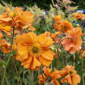 Geum  Collection
