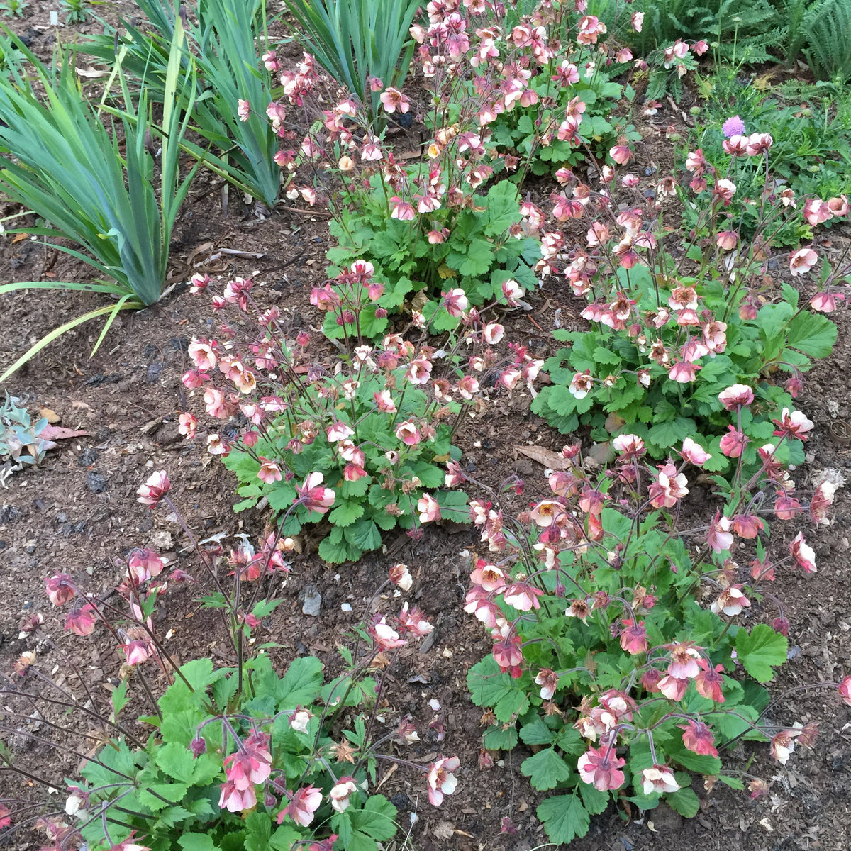 Geum rivale 'Jess'