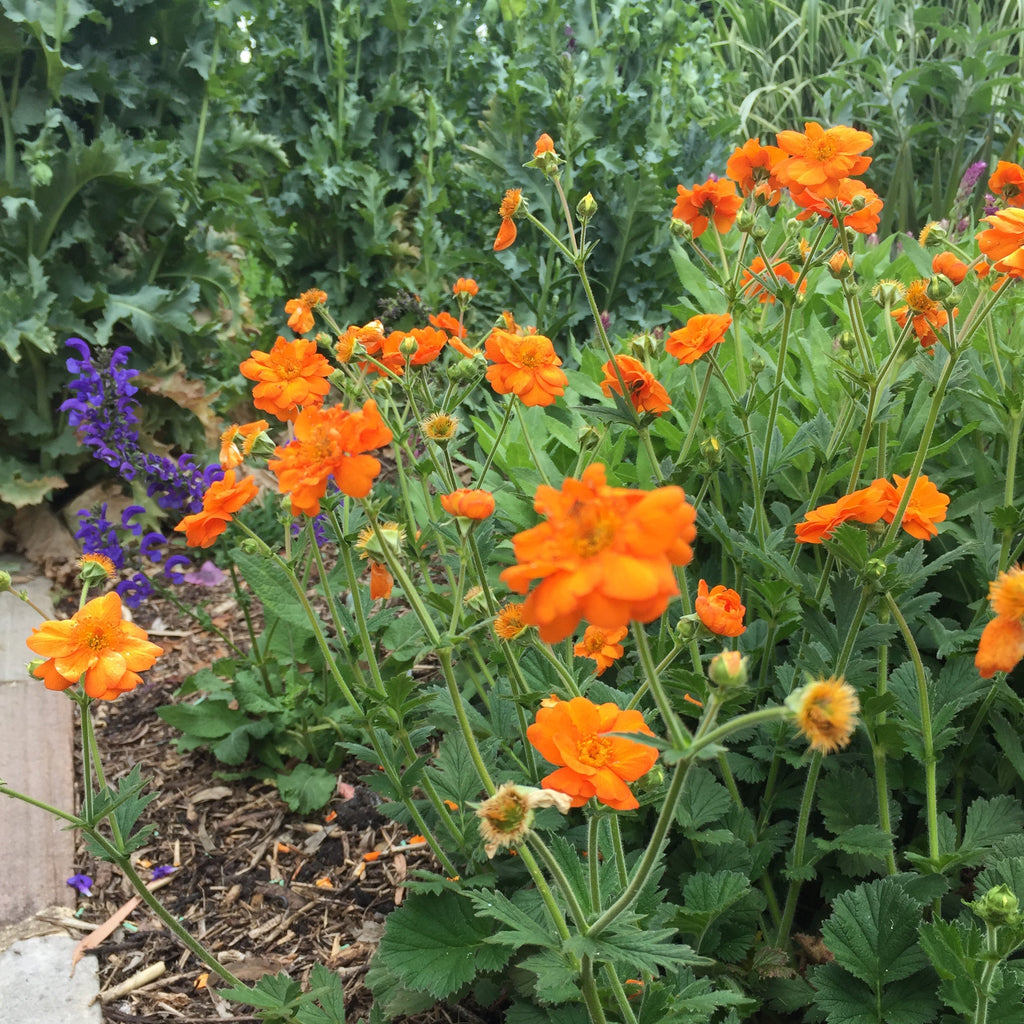Geum 'Prinses Juliana'