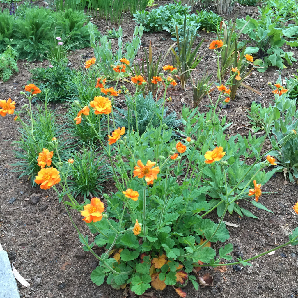 Geum 'Prinses Juliana'