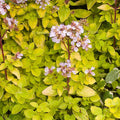 Origanum vulgare 'Aureum'