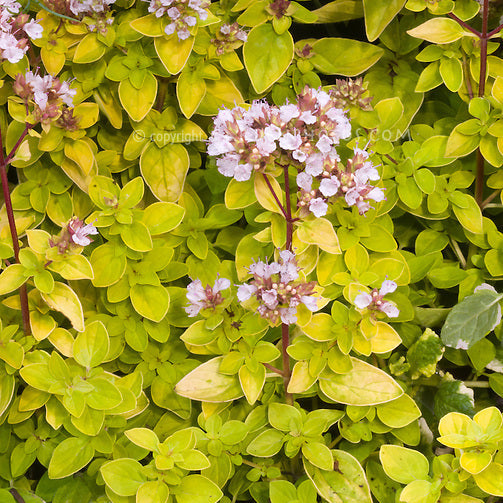Origanum vulgare 'Aureum'