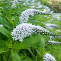 Lysimachia clethroides - 'Gooseneck Loosestrife'