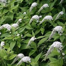 Lysimachia clethroides - 'Gooseneck Loosestrife'