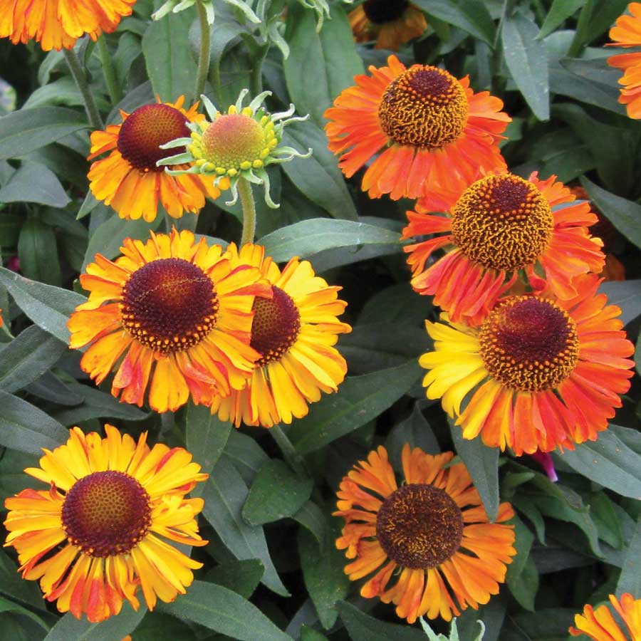 Helenium 'Short 'n Sassy'