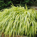 Hakonechloa macra aureola 'Japanese Forest Grass'