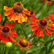 Helenium 'Moerheim Beauty'