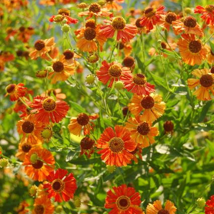 Helenium autumnale - Sneezeweed
