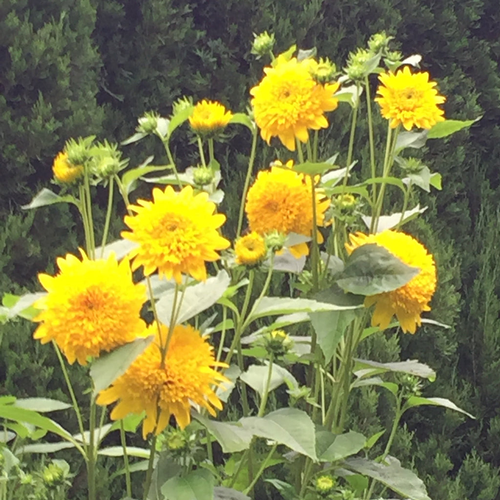 Helianthus x multiflorus 'Loddon Gold'