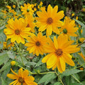 Helianthus tuberosus- Jerusalem Artichoke