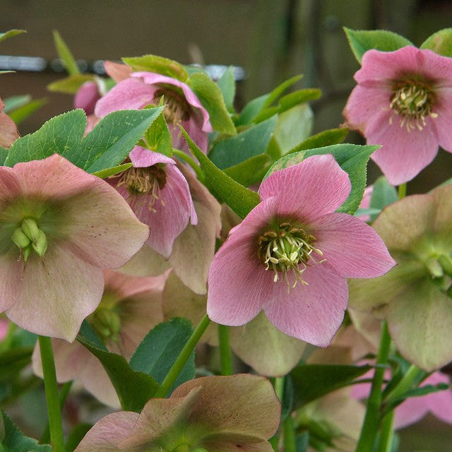 Hellebore orientalis -'Winter Rose'