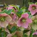 Hellebore orientalis -'Winter Rose'