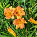 Hemerocallis -Dwarf Day Lily