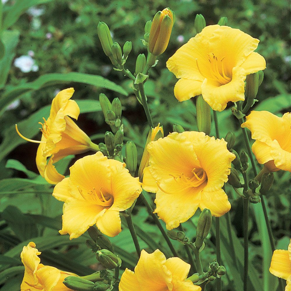 Hemerocallis 'Stella D' oro' - Dwarf Day Lily