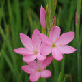 Hesperantha coccinea - Pink'Kaffir Lily'