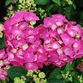 Hydrangea 'Pia Mina'