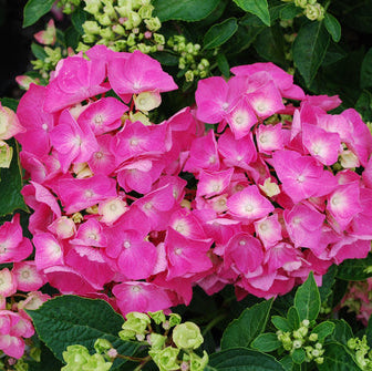 Hydrangea 'Pia Mina'