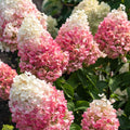 Hydrangea paniculata -'Panicle' Hydrangea