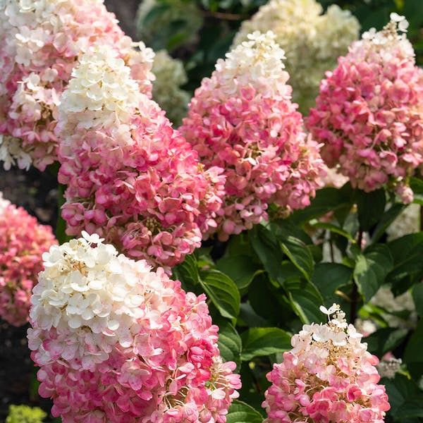 Hydrangea paniculata -'Panicle' Hydrangea