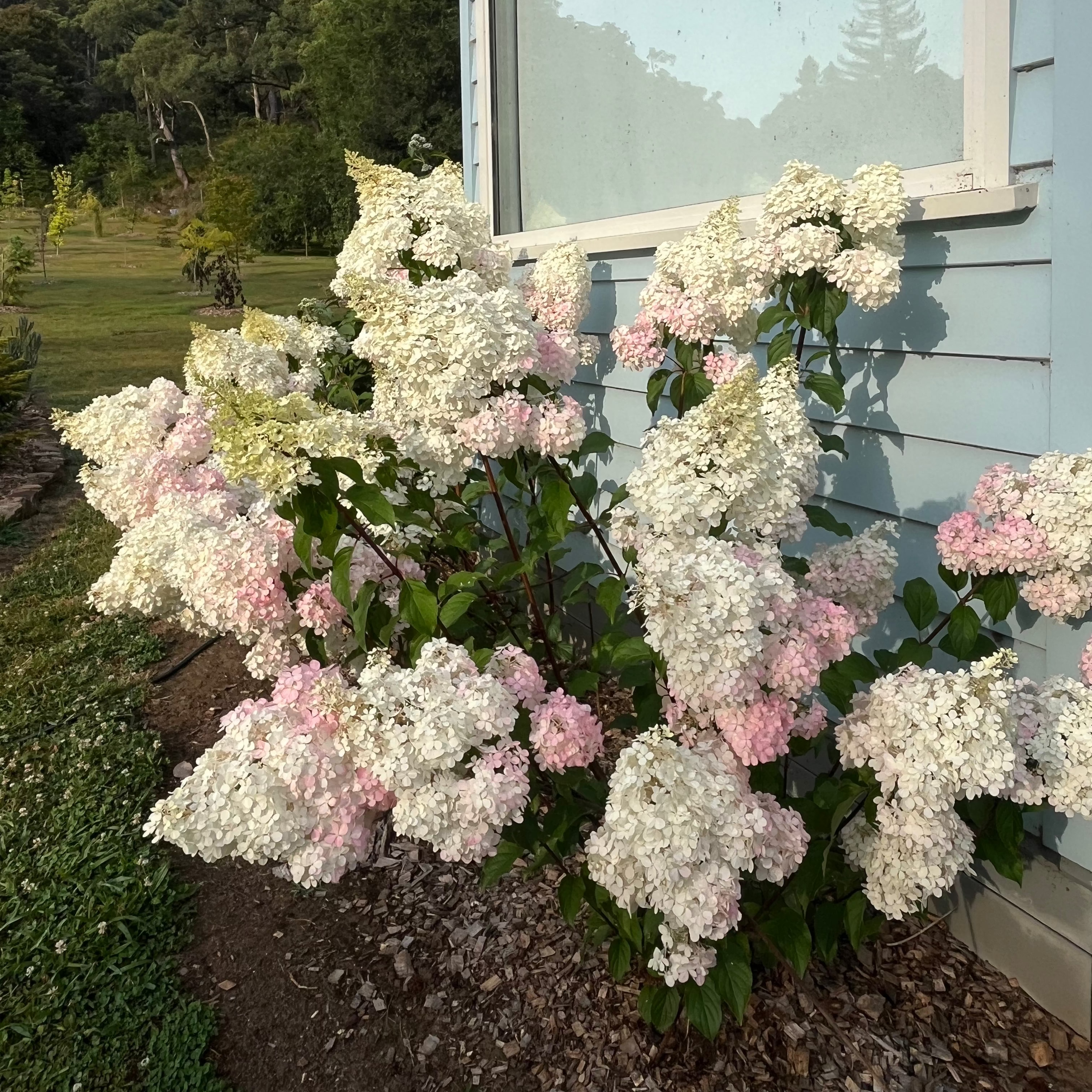 Hydrangea paniculata -'Panicle' Hydrangea