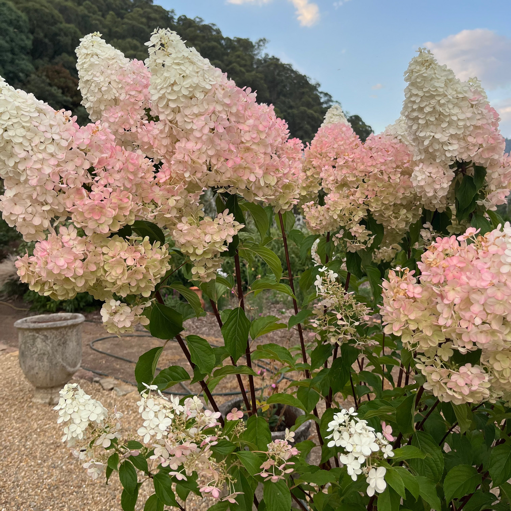 Hydrangea paniculata -'Panicle' Hydrangea