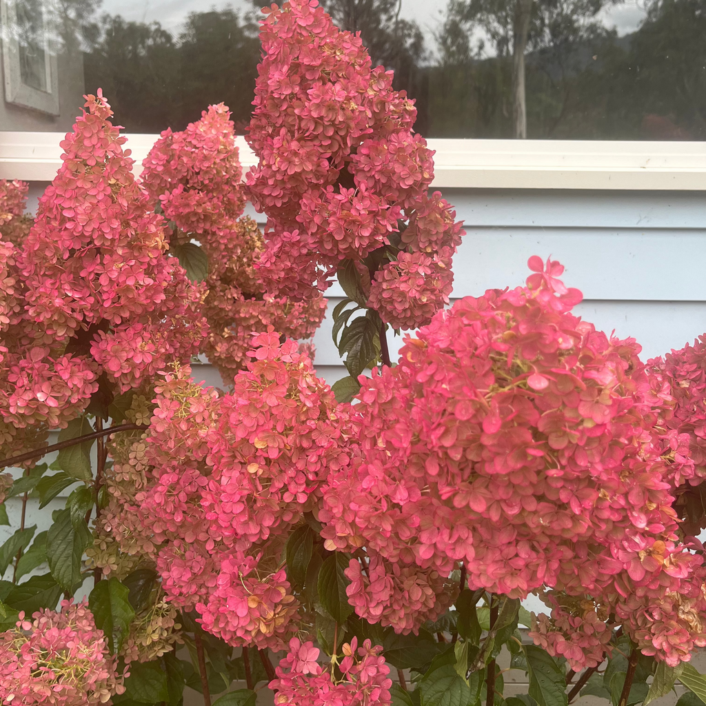 Hydrangea paniculata -'Panicle' Hydrangea