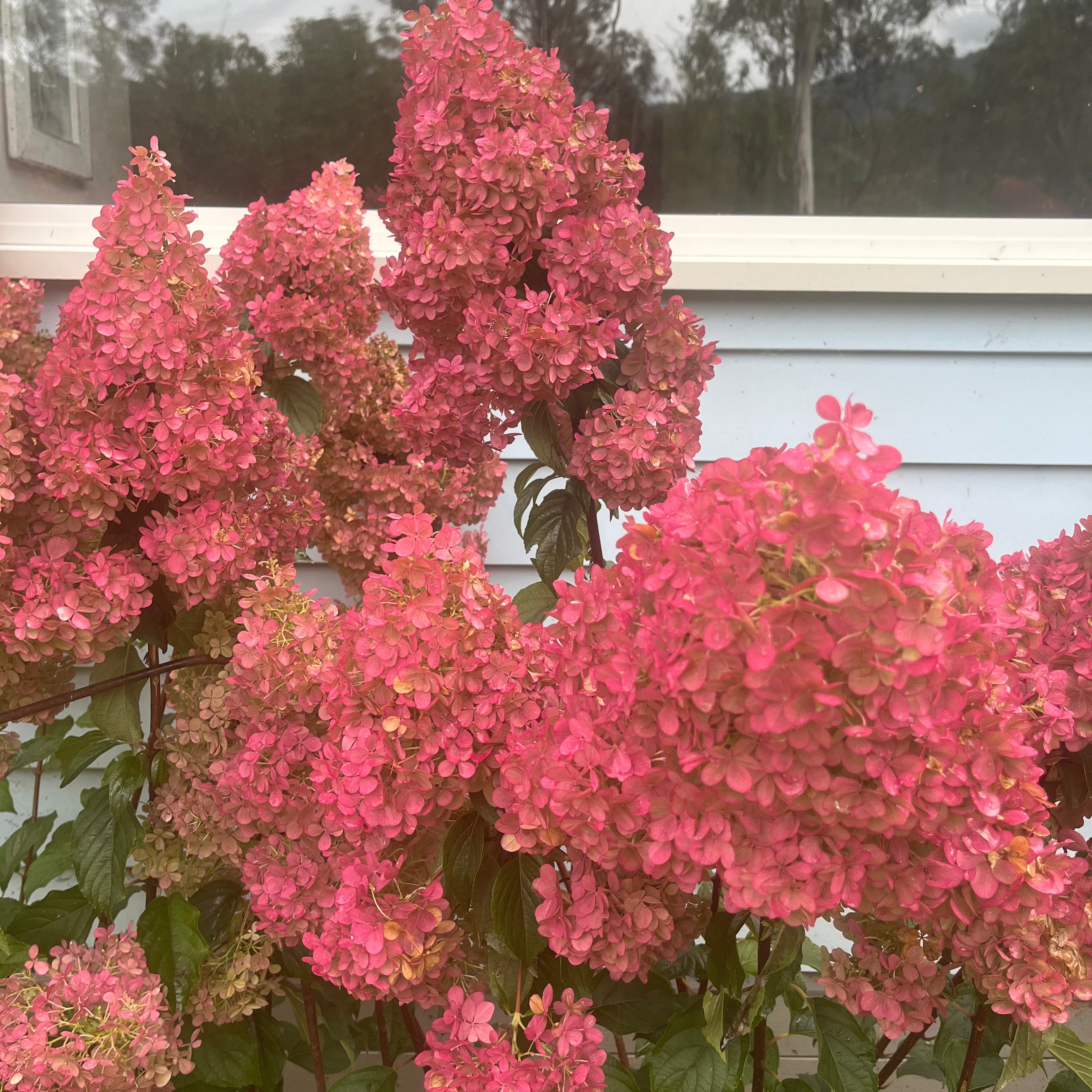 Hydrangea paniculata -'Panicle' Hydrangea
