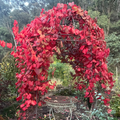 Vitis vinifera- Ornamental Grape Vine