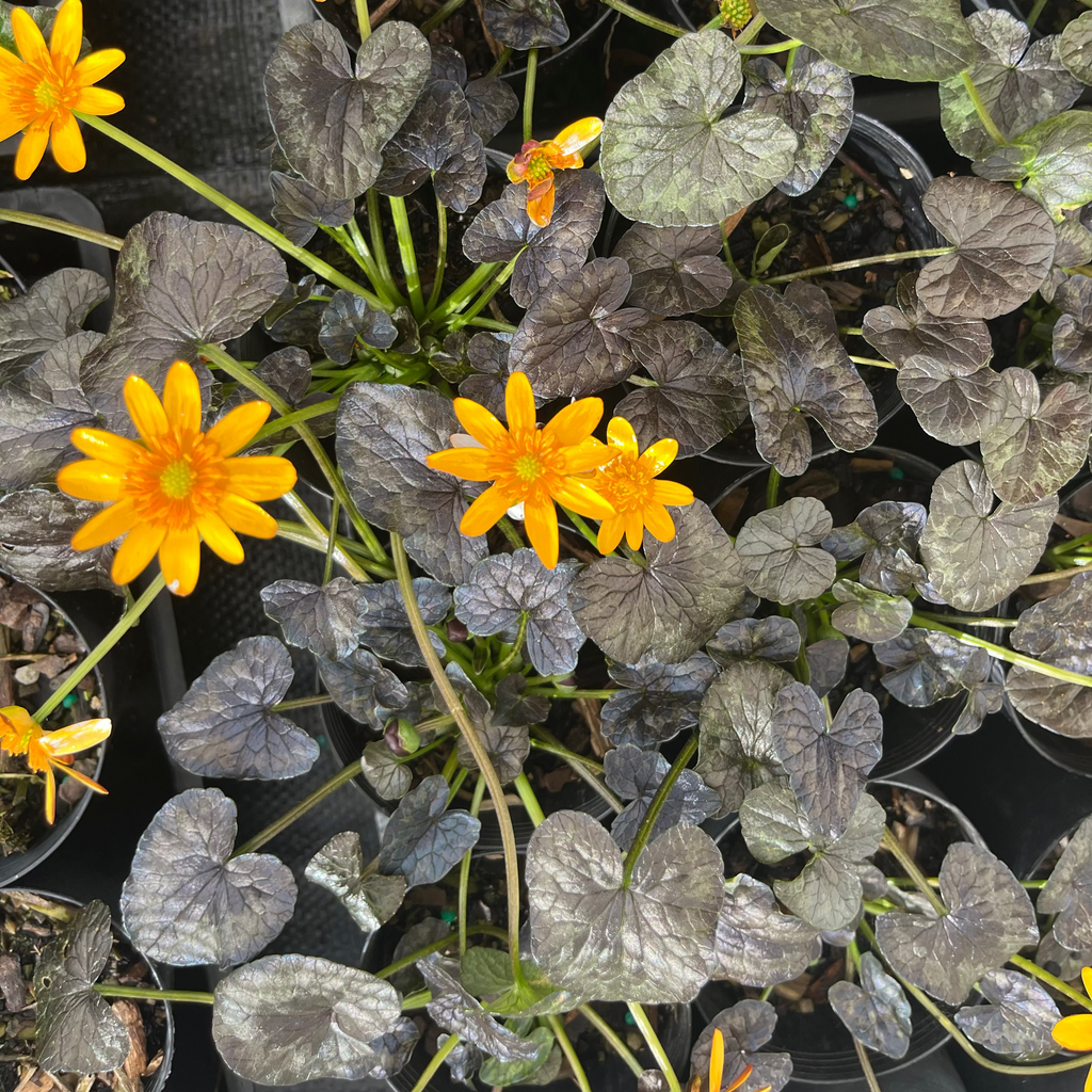 Ficaria verna 'Coppernob'