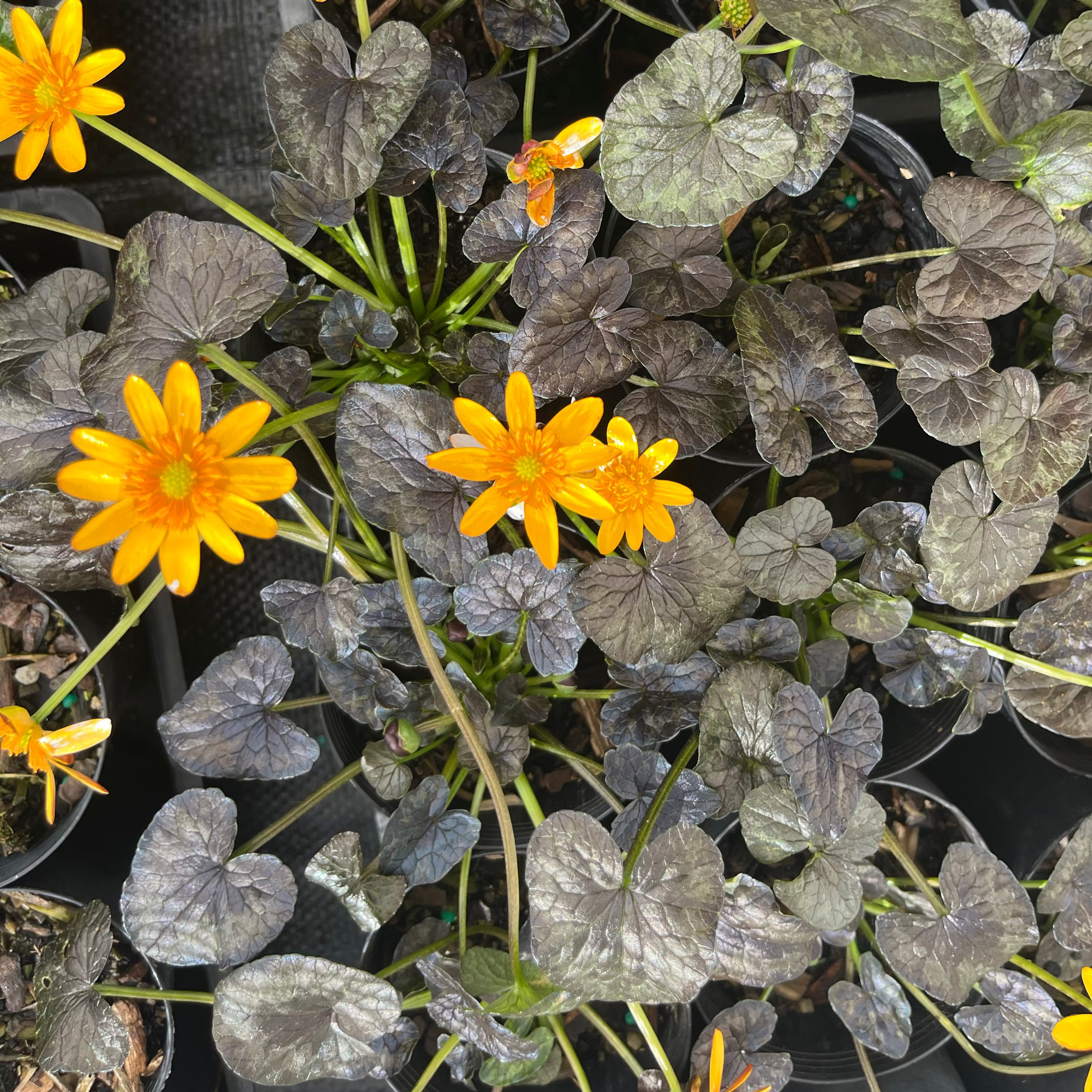 Ficaria verna 'Coppernob'