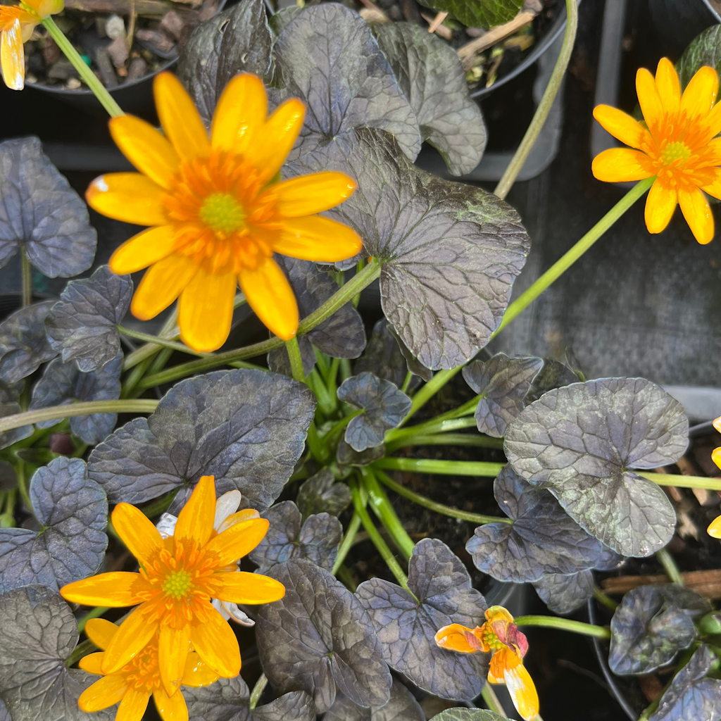 Ficaria verna 'Coppernob'