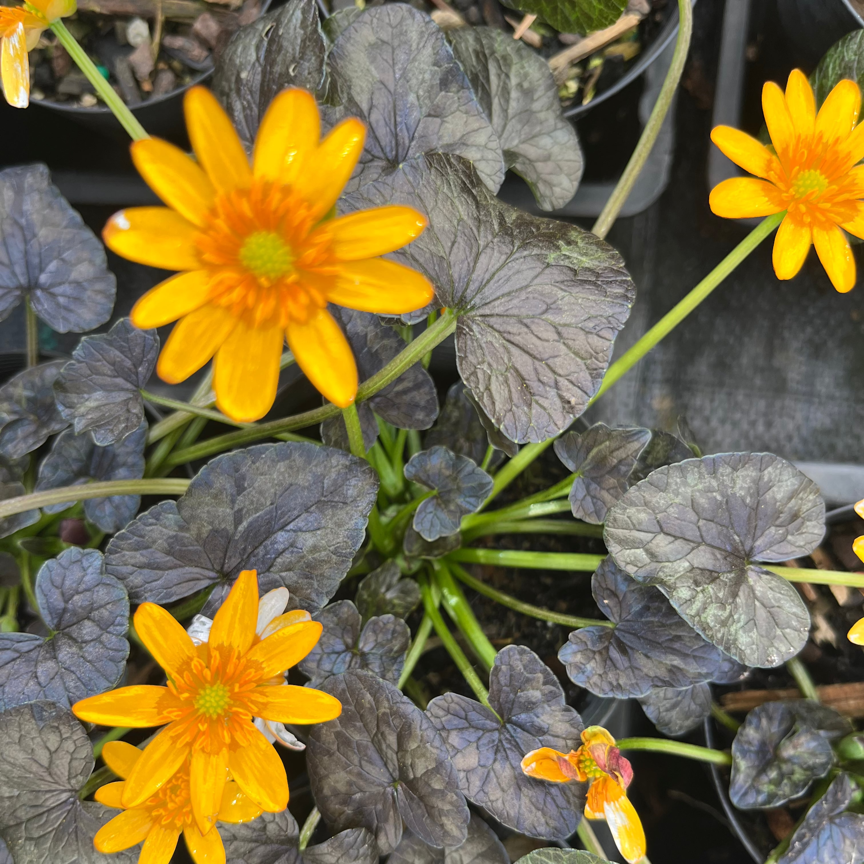 Ficaria verna 'Coppernob'