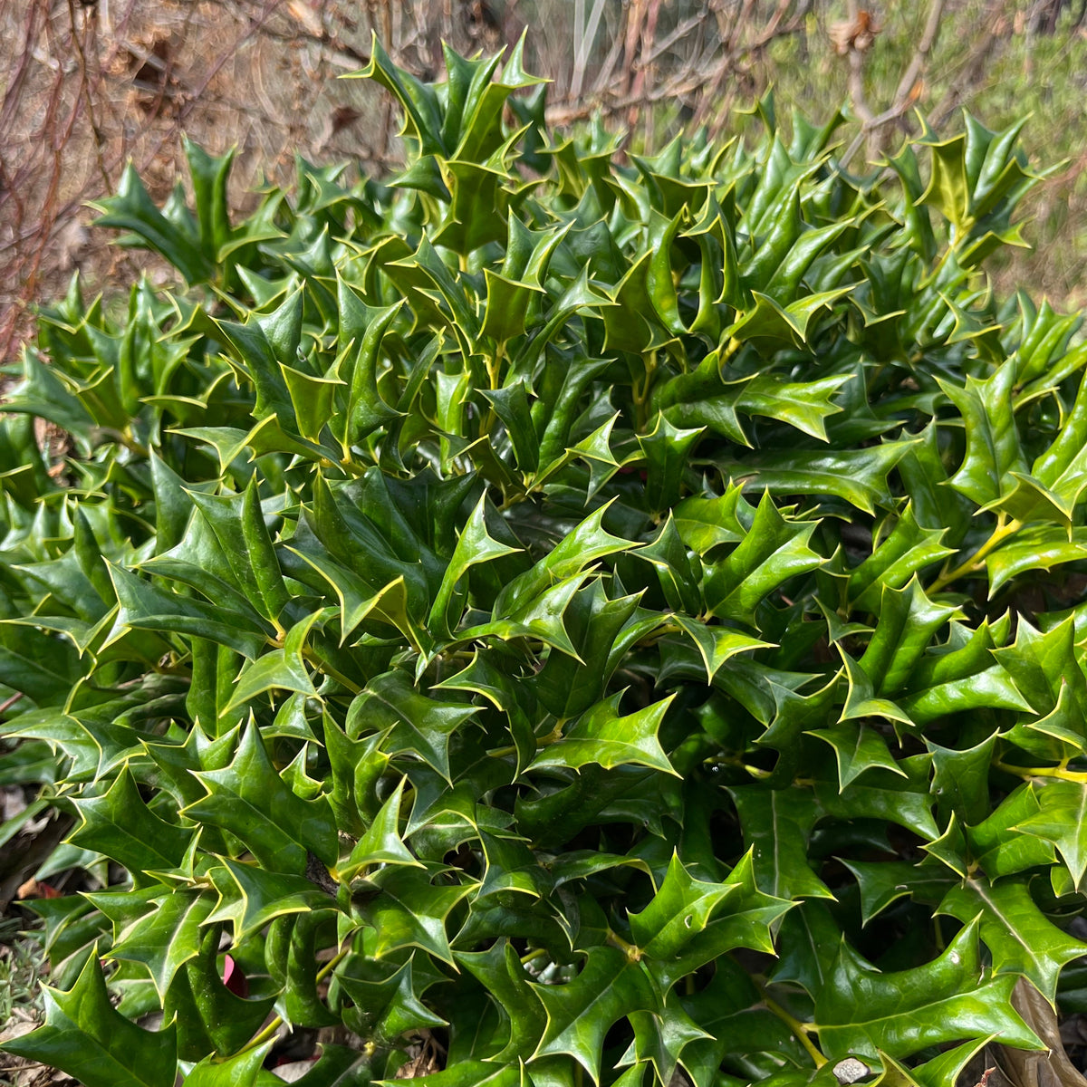 Ilex cornuta 'Rotunda' - Dwarf Chinese Holly