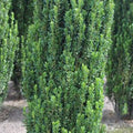 Ilex crenata fastigiata- Upright Japanese Holly
