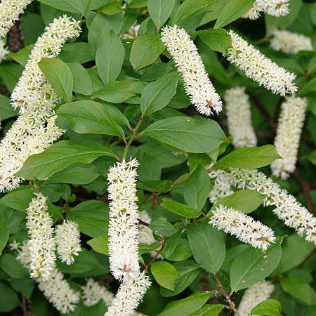 Itea virginica- Virginia Sweetspire
