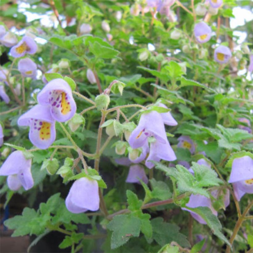 Jovellana violacea- Violet Teacup Flower