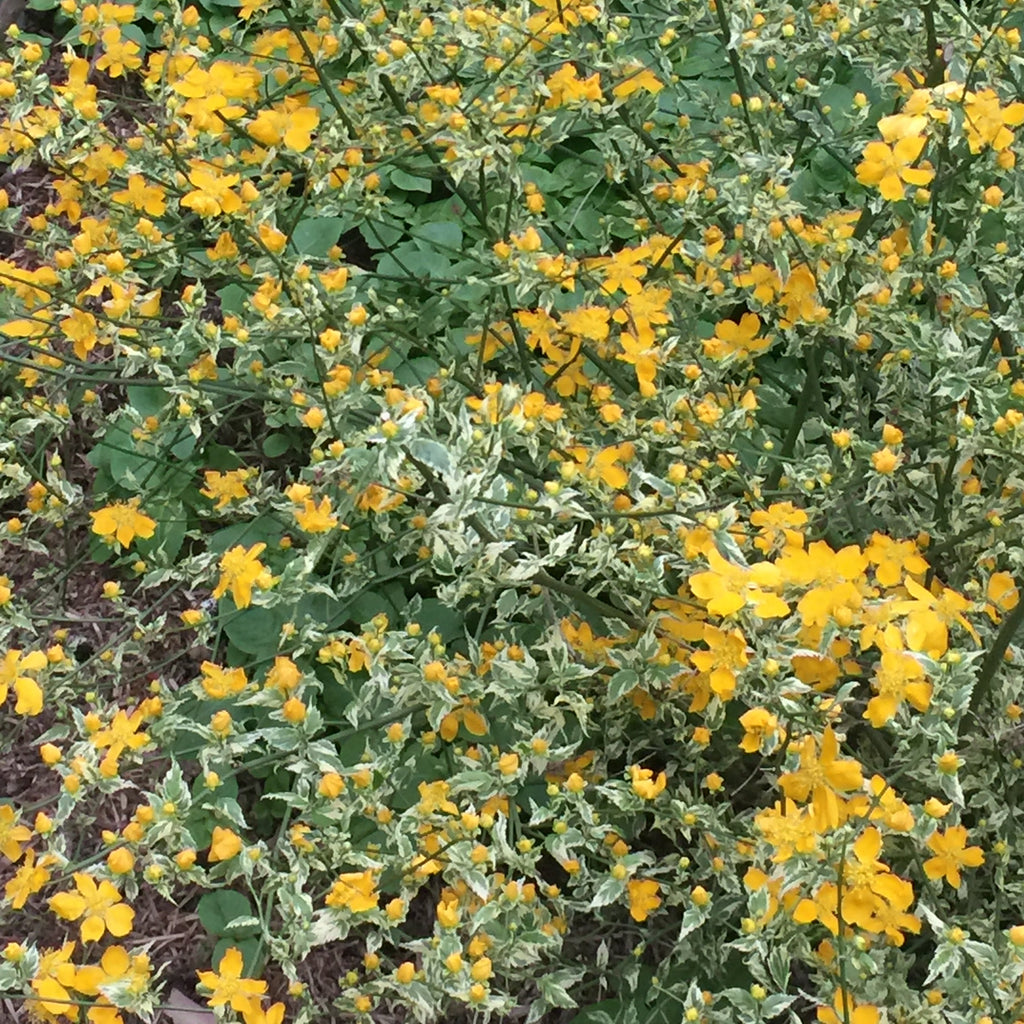Kerria japonica 'Picta'