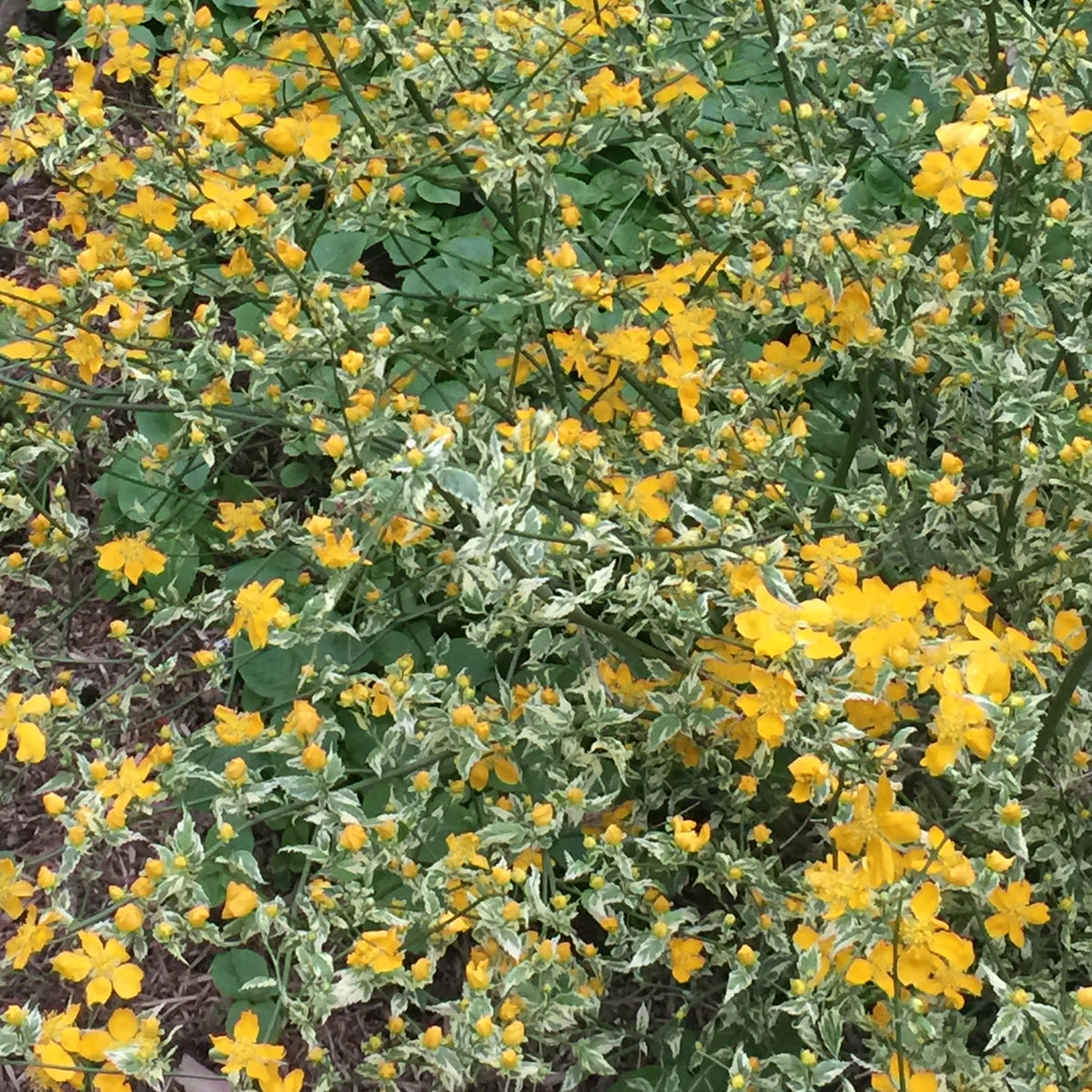 Kerria japonica 'Picta'