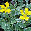 Kerria japonica 'Picta'