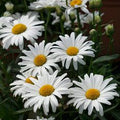 Leucanthemum x superbum - Shasta 'Little Angel'