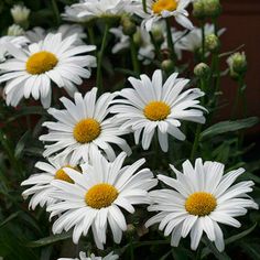 Leucanthemum x superbum - Shasta 'Little Angel'
