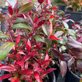 Leucothoe axillaris 'Little Flames'