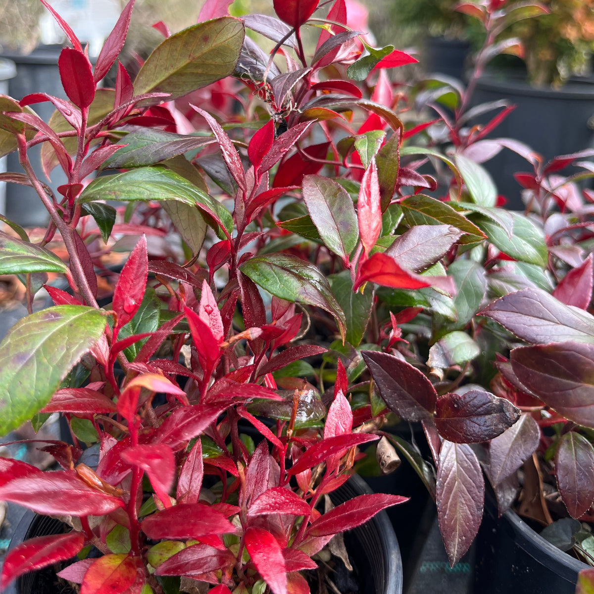 Leucothoe axillaris 'Little Flames'