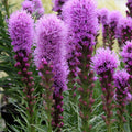 Liatris spicata 'Kobold'