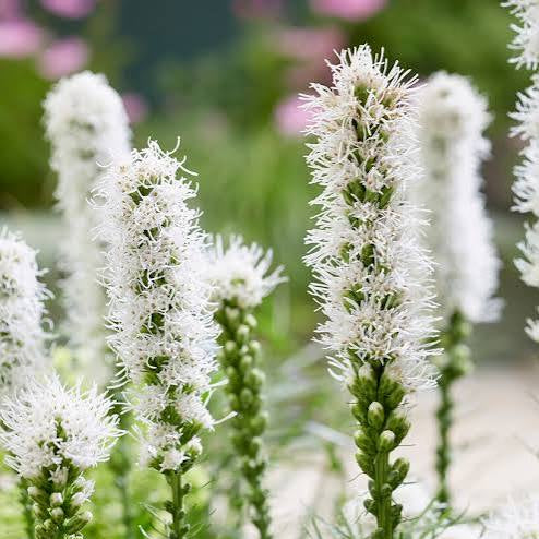 Liatris spicata 'Floristan White'